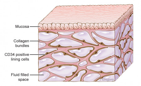 A newfound organ, the interstitium, is seen here beneath the top layer of skin, but is also in tissue layers lining the gut, lungs, blood vessels, and muscles. The organ is a body-wide network of interconnected, fluid-filled compartments supported by a meshwork of strong, flexible proteins.
