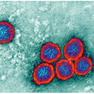 The flavivirus family includes the virus responsible for dengue fever