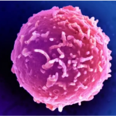 A magnified view of a CD34+ stem cell. 